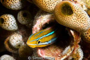 Bluestriped Fangblenny by Simon Mittag 